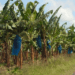 Part of CDC plantation where workers have worked without pay