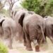 Kalfou : La colère silencieuse des éléphants et le danger grandissant