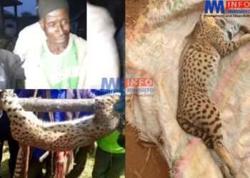 Oku hunter kills serval