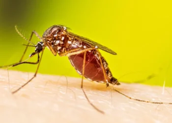 Aedes Aegypti After Meal 16 9