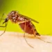Aedes Aegypti After Meal 16 9