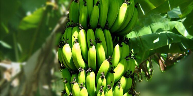La CDC renoue avec les performances à l’exportation de bananes