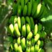 La CDC renoue avec les performances à l’exportation de bananes