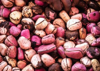 Noix de kola : le Cameroun, troisième producteur mondial, lorgne un marché en pleine expansion