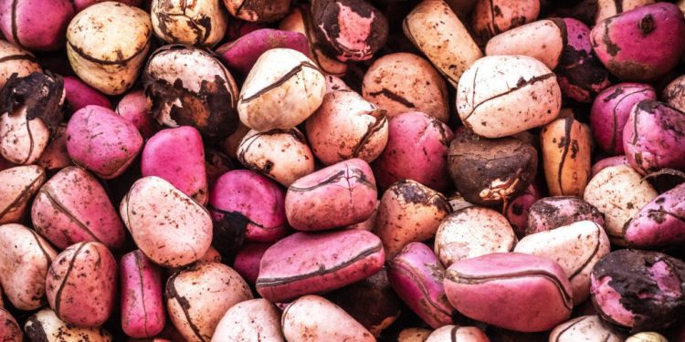 Noix de kola : le Cameroun, troisième producteur mondial, lorgne un marché en pleine expansion