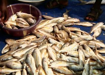 Le Cameroun veut augmenter sa production de lait et de poisson