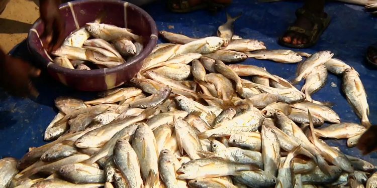 Le Cameroun veut augmenter sa production de lait et de poisson
