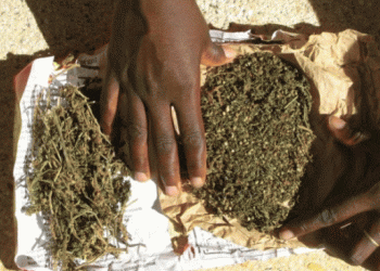Saisie record de cannabis à Bandjoun