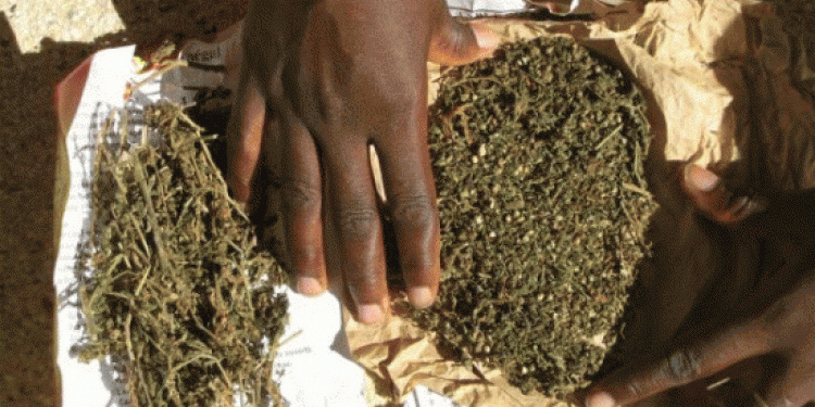 Saisie record de cannabis à Bandjoun