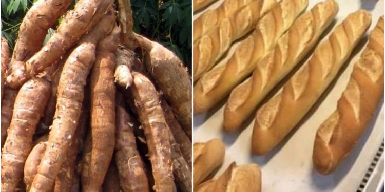 Pain au manioc : le Cameroun relance timidement sa politique de substitution au blé