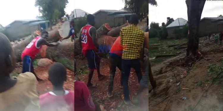Zamaï, Cameroon: Fallen Tree Mysteriously Rises on Busy Road