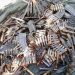 Sokoto gang killed