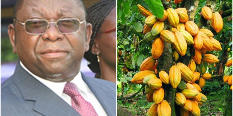 cacao - Cameroun