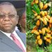 cacao - Cameroun