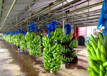 Banane camerounaise