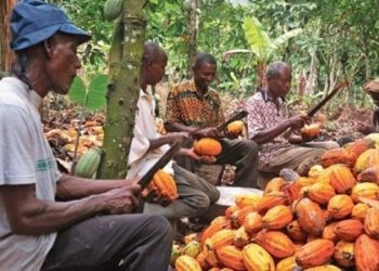 Cacao camerounais
