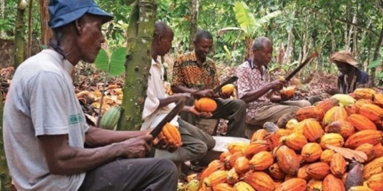 Cacao camerounais