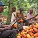Cacao camerounais