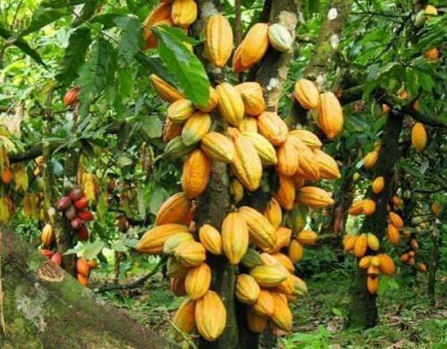 producteurs de cacao