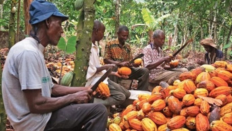 Cacao