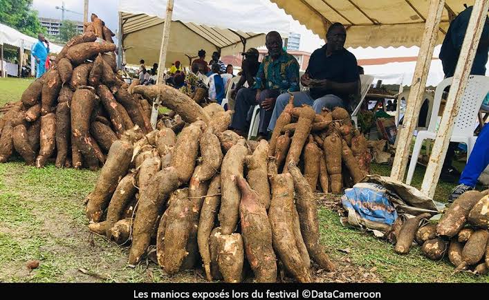 Manioc