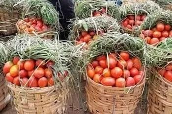 Tomatoes 1