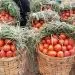 Tomatoes 1