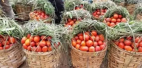 Tomatoes 1