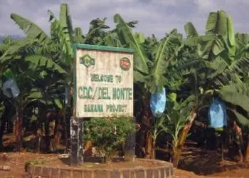 Ecomatin.net Agro Industrie Cameroon Development Corporation Entre En Soins Intensifs Cdc