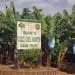 Ecomatin.net Agro Industrie Cameroon Development Corporation Entre En Soins Intensifs Cdc