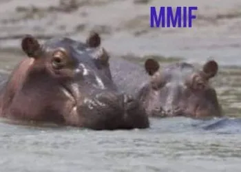 Des hippopotames dans les eaux du lac de Maga au nord cameroun