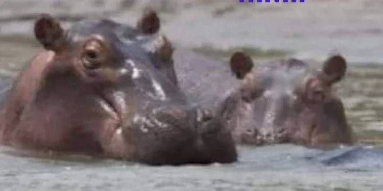 Des hippopotames dans les eaux du lac de Maga au nord cameroun