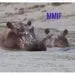Des hippopotames dans les eaux du lac de Maga au nord cameroun