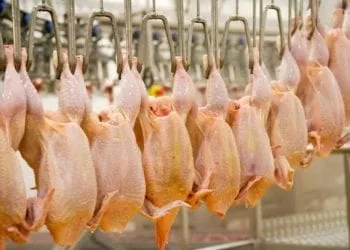 Une usine de conditionnement de poulet