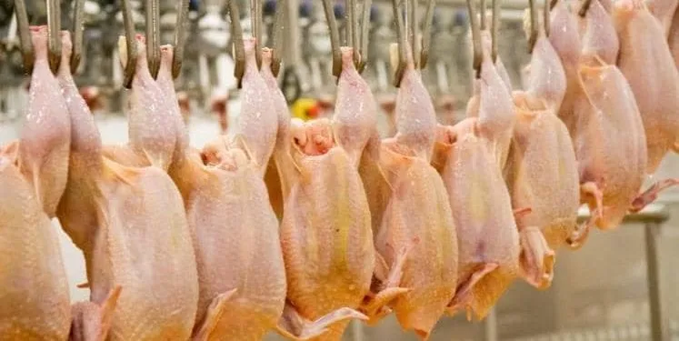 Une usine de conditionnement de poulet
