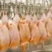 Une usine de conditionnement de poulet