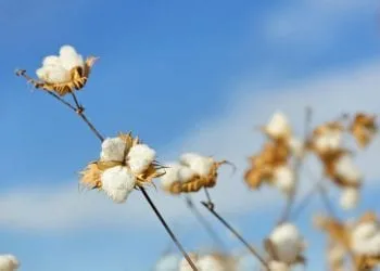 Culture Du Coton