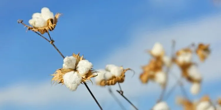 Culture Du Coton