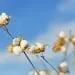 Culture Du Coton