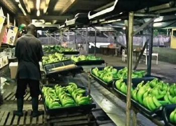 Une Unite De Production De Bananes Au Cameroun