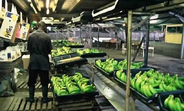 Une Unite De Production De Bananes Au Cameroun