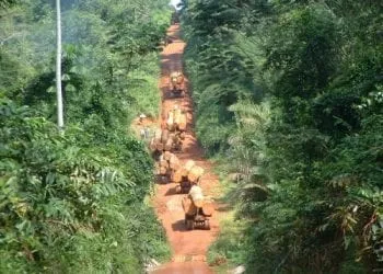Cameroun Trafic Bois 2 2 53192 93578