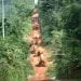 Cameroun Trafic Bois 2 2 53192 93578