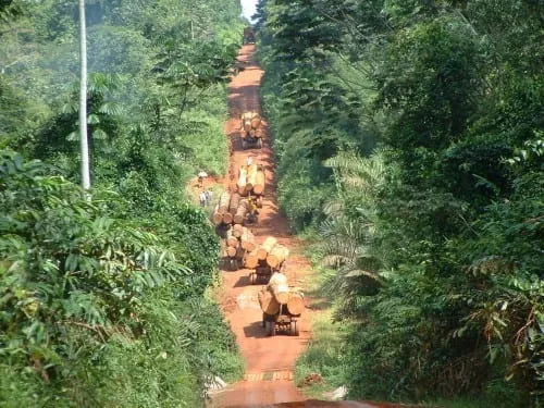 Cameroun Trafic Bois 2 2 53192 93578