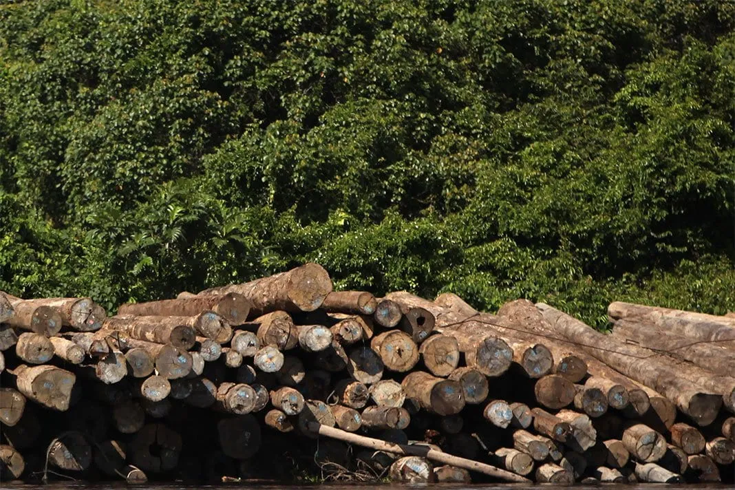 Cameroun Une Marche Pacifiq 618867822 Deforestation Au Cameroun