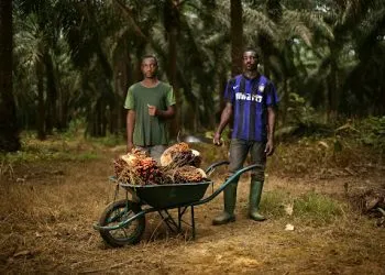 Des travailleurs dans une palmeraie