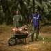 Des travailleurs dans une palmeraie