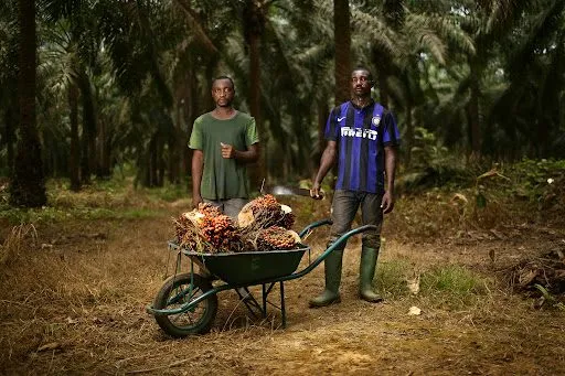 Des travailleurs dans une palmeraie
