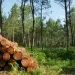 Foret 719 5