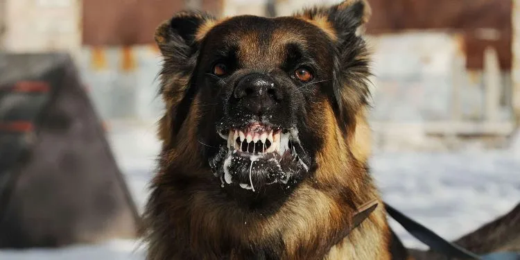 Un chien atteint de rage